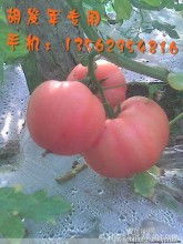 山東費縣發(fā)軍果蔬供銷種植合作社 優(yōu)質粉紅西紅柿番茄生產與批發(fā)基地