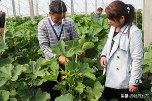 菏澤牡丹區沙土鎮 特色果蔬與苗木種植雙輪驅動，繪就助農增收新畫卷
