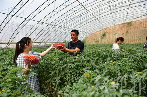 館陶縣雙輪驅(qū)動(dòng) 果蔬種植鼓起農(nóng)民錢袋子，苗木種植鋪就綠色致富路