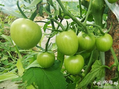 家鄉(xiāng)新變化 喜迎二十大 | 張家川縣天河村 果蔬大棚種植與苗木培育，繪就鄉(xiāng)村振興新畫卷