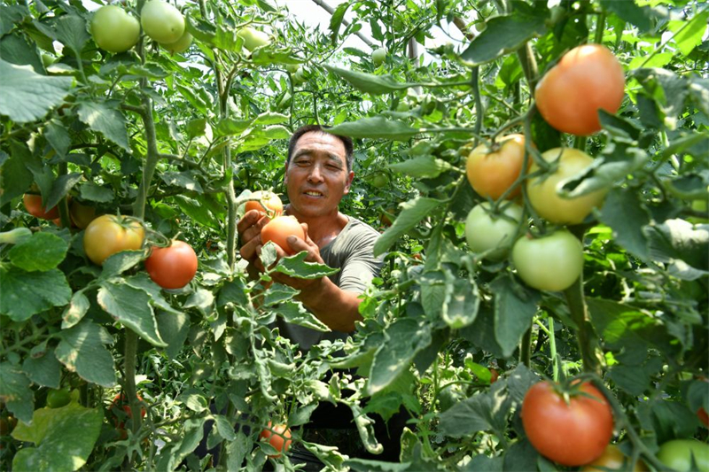 河北鹽山 鹽堿地里果蔬飄香苗木種植啟示新生機(jī)